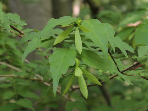 Buckleya lanceolata