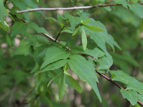 Buckleya lanceolata