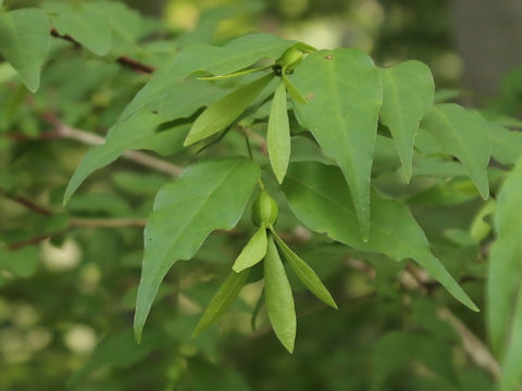 Buckleya lanceolata