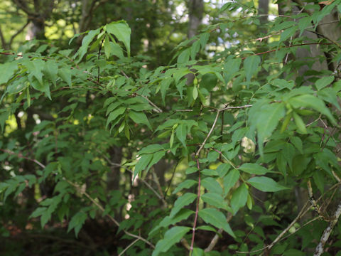 Buckleya lanceolata