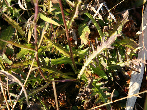 Cirsium sieboldii f. pilosiusculum