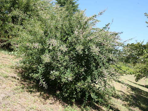 Lespedeza homoloba