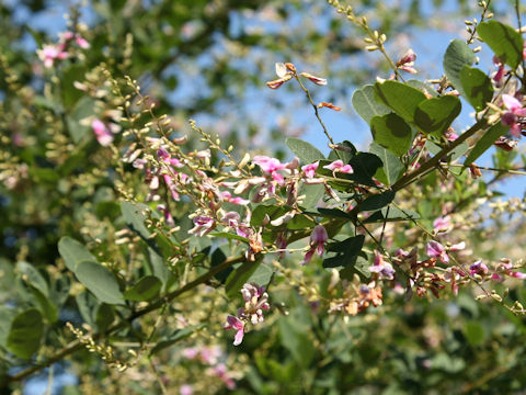 Lespedeza homoloba