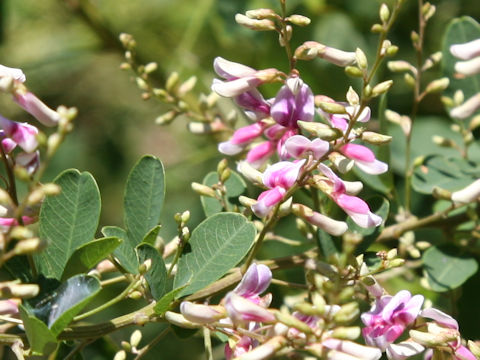 Lespedeza homoloba