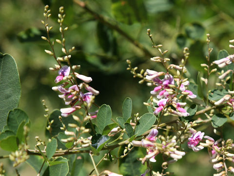 Lespedeza homoloba