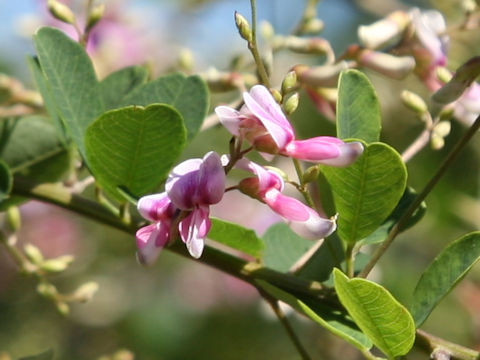 Lespedeza homoloba