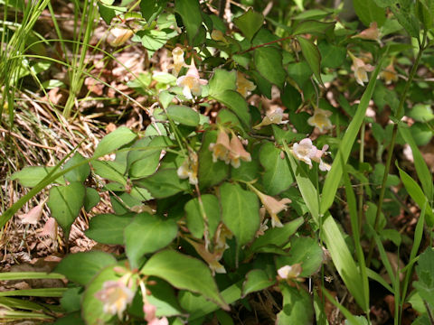 Abelia spathulata