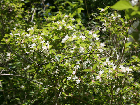 Abelia spathulata