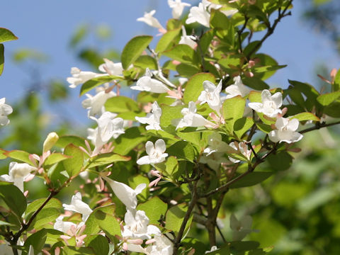 Abelia spathulata