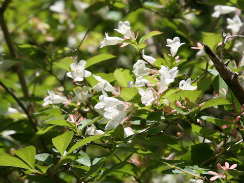 Abelia spathulata