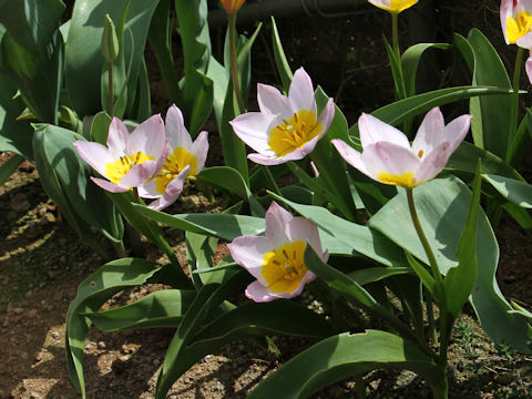 Tulipa bakeri cv. Lilac wonder