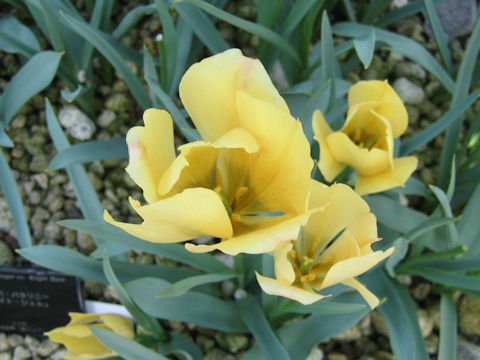 Tulipa batalinii cv. Bright Gem