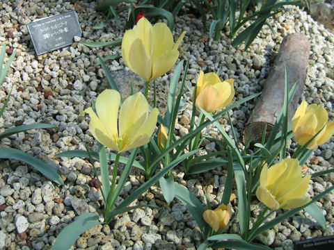 Tulipa batalinii cv. Bright Gem