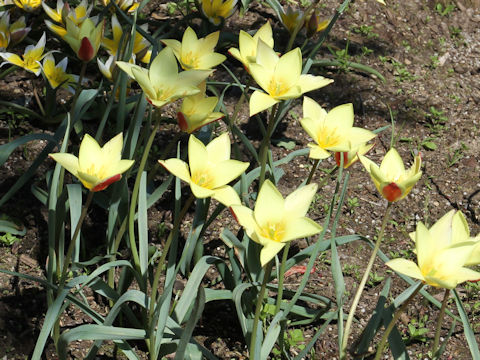 Tulipa clusiana var. chrysantha cv. Tinka