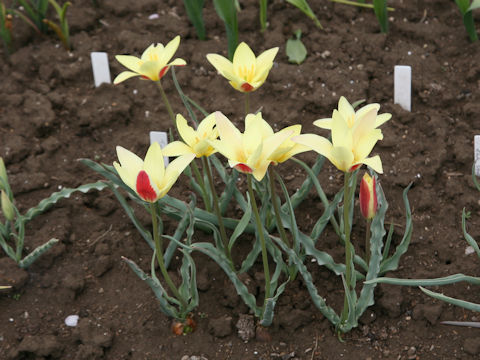 Tulipa clusiana var. chrysantha cv. Tinka