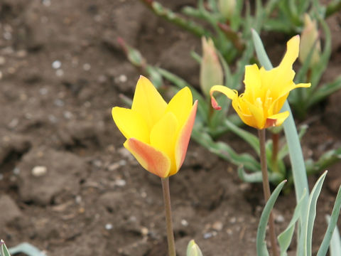 Tulipa clusiana var. chrysantha