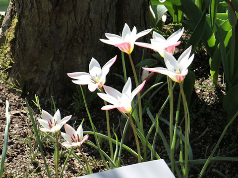 Tulipa clusiana cv. Lady Jane