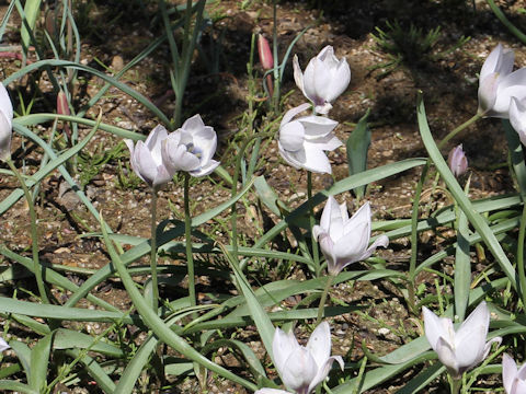Tulipa humilis cv. Rosea Caerulea Oculata