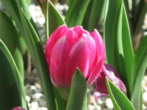 Tulipa humilis var. violacea
