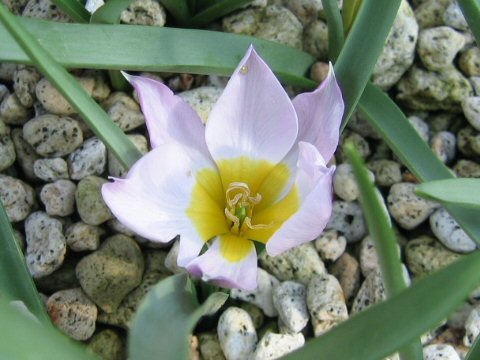 Tulipa pulchella cv. Humilis