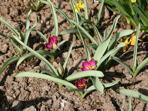 Tulipa pulchella cv. Persian Pearl