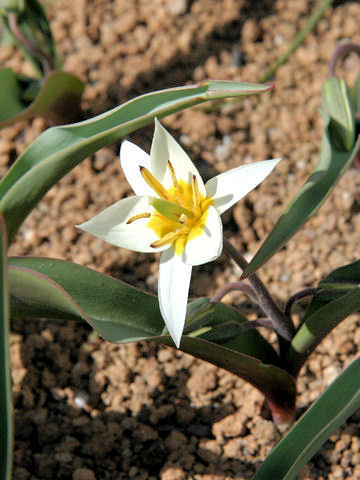Tulipa turcestanica
