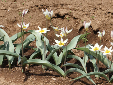 Tulipa turcestanica