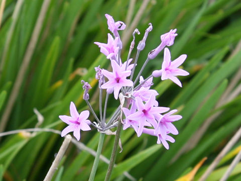 Tulbaghia violacea