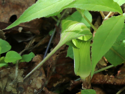 Arisaema maximowiczii