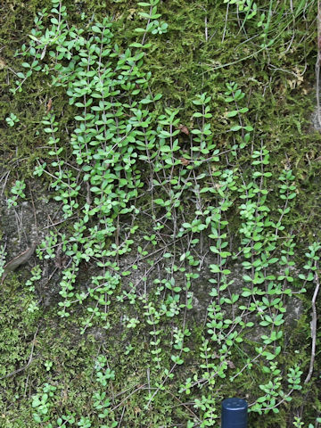 Sedum sarmentosum