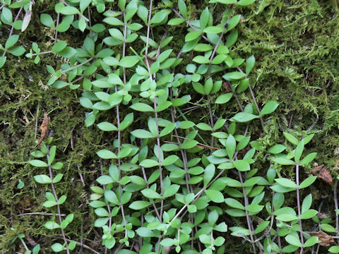 Sedum sarmentosum