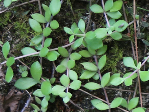 Sedum sarmentosum