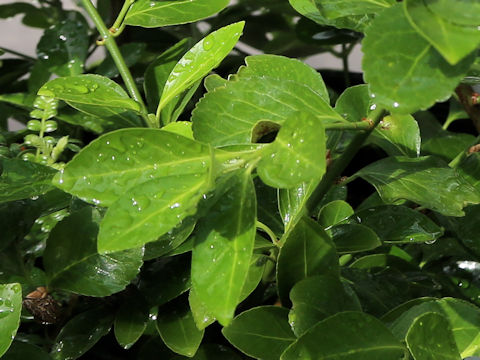 Euonymus fortunei