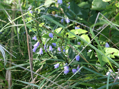 Adenophora triphylla