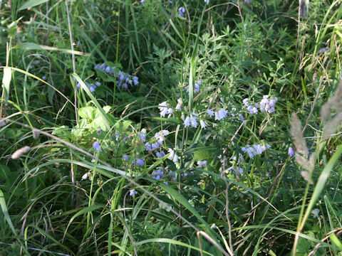 Adenophora triphylla