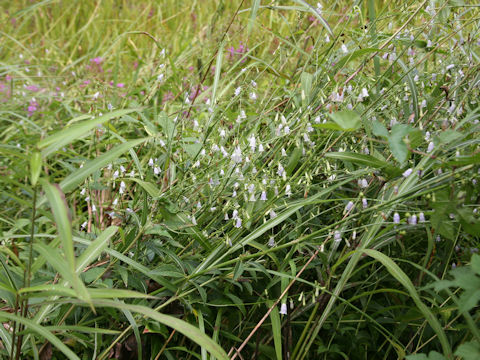 Adenophora triphylla