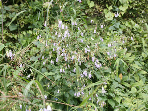 Adenophora triphylla
