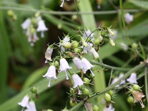 Adenophora triphylla