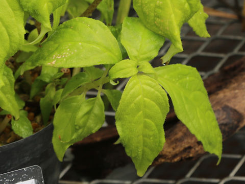 Hemiboea bicornuta
