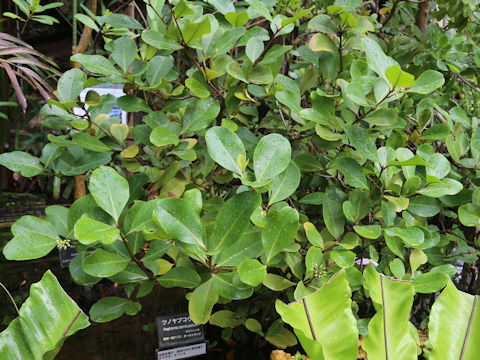 Aegiceras corniculatum