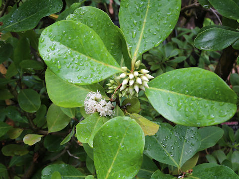 Aegiceras corniculatum