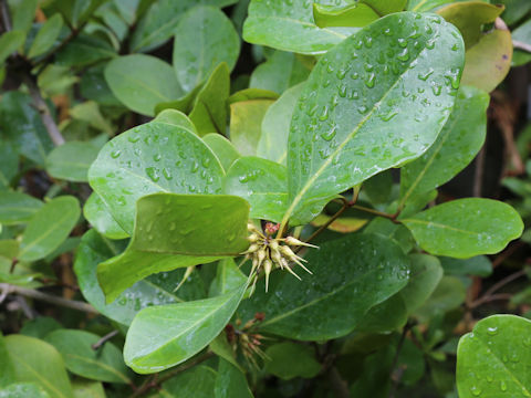 Aegiceras corniculatum