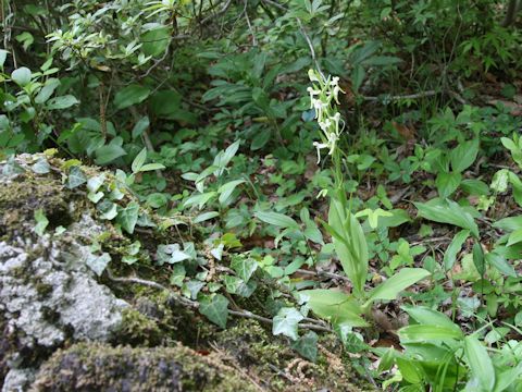 Platanthera japonica