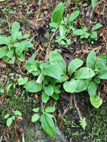 Tripterospermum japonicum