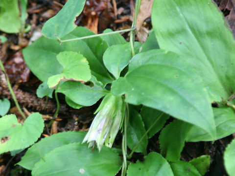 Tripterospermum japonicum