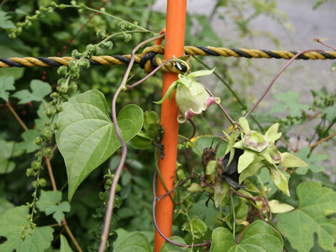 Codonopsis lanceolata