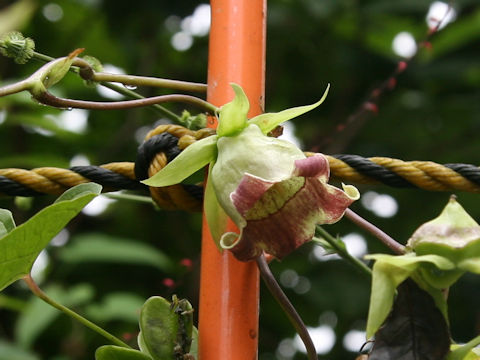 Codonopsis lanceolata