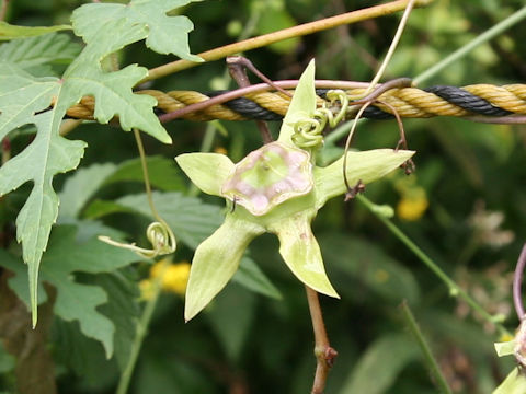 Codonopsis lanceolata