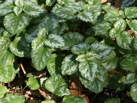 Lamium galeobdolon cv. Variegatum