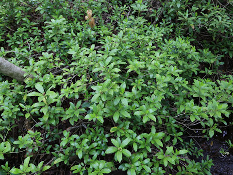 Skimmia japonica var. intermedia f. repens